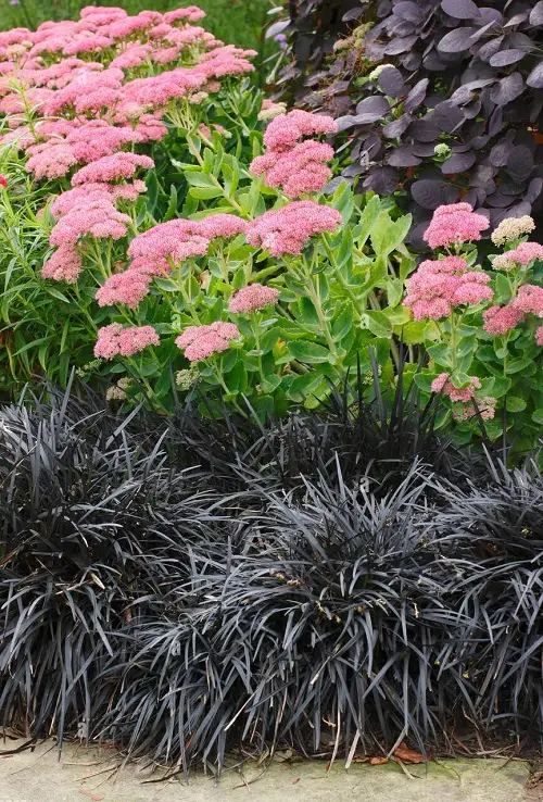 Best Black Grasses for Landscaping and Containers