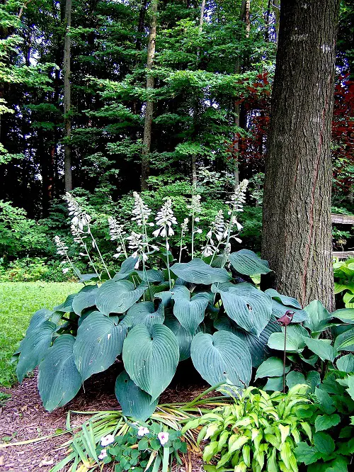 Hostas with Purple Flowers 2