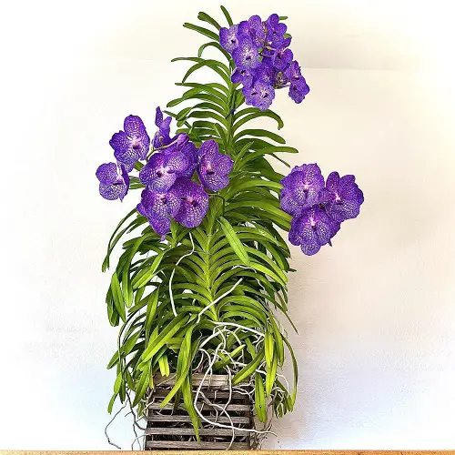 Blue Flower Names and image