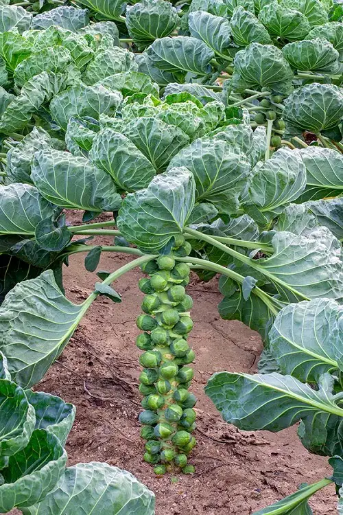 amazing  Plants that Don’t like Eggshells