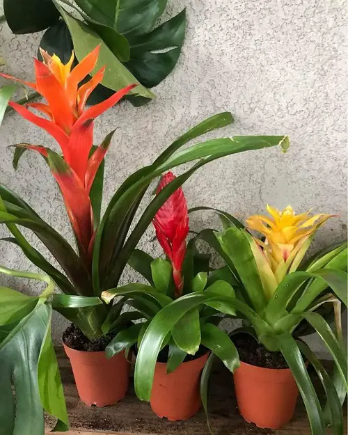 lovely Indoor Plants You can Grow from Pups