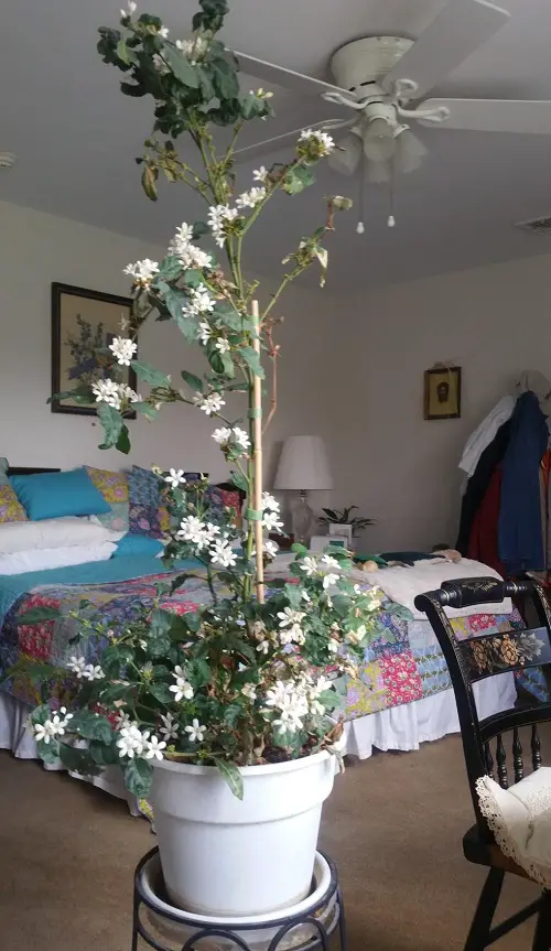 Requirements for Growing African Gardenia