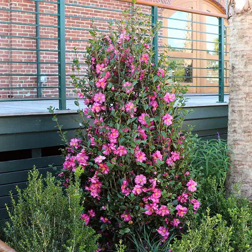 outdoor Plants That Are Against to Eggshells
