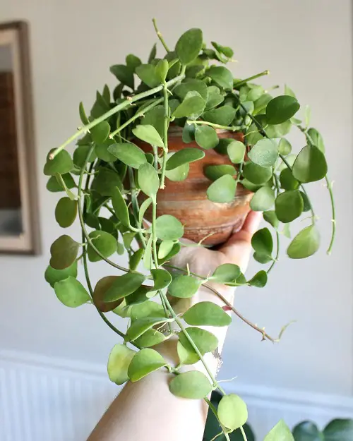 Dischidia Geri 3