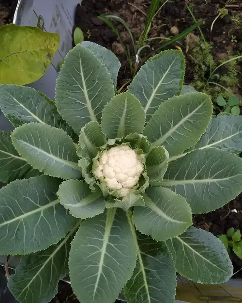 Plants That Are Opposed to Eggshells