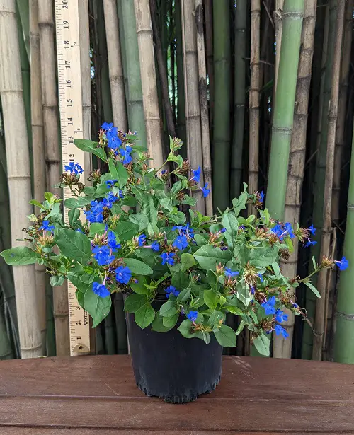 Blue Flower Names and image