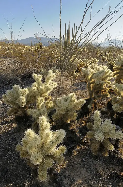 Jumping Cholla Cactus Care