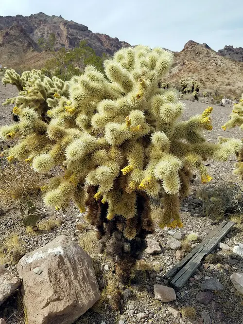 Jumping Cholla Cactus Facts