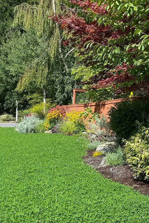 best No Mow Lawn Alternative Ideas