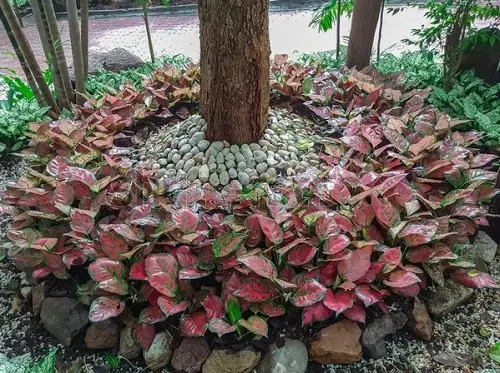 Red-leafed plant varieties 