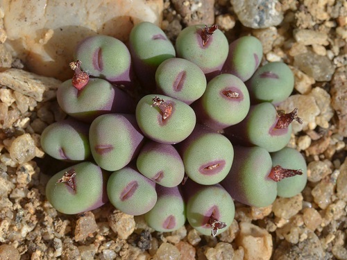 best Types of Conophytum Varieties