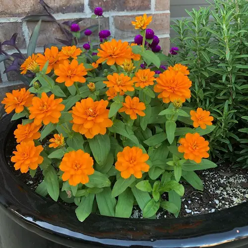 Grow Zahara Zinnia