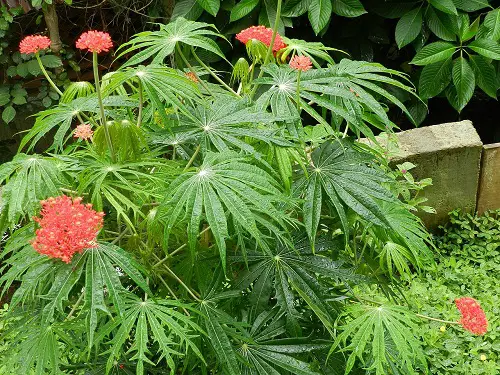 Coral Plant Care