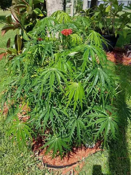 Coral Plant Information