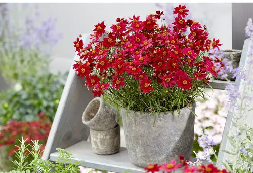 Gorgeous Red Flowers with a Yellow Centre