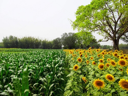 Corn are Sunflower Companion Vegetables