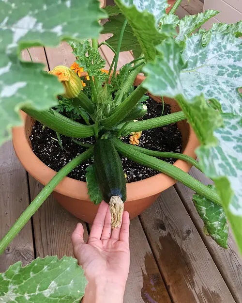 best Vegetables that are Fruits 