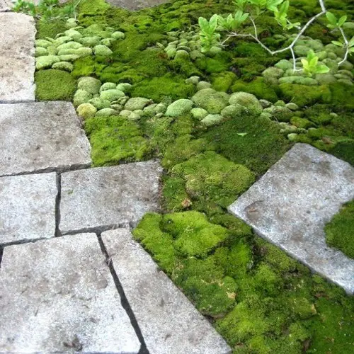 top Alternatives for a No-Mow Lawn