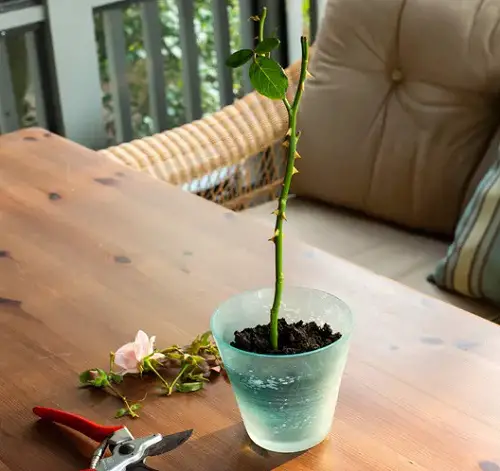 How to Grow Roses from Bouquets 1