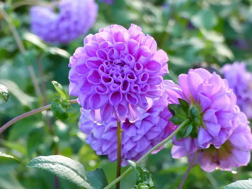 Blue Flower Names with Pictures
