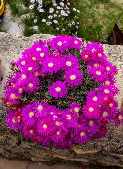 Succulents with Purple Flowers