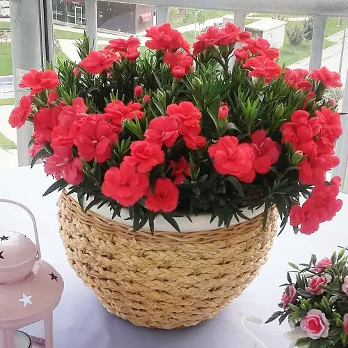 Best Flowers for First Date 1