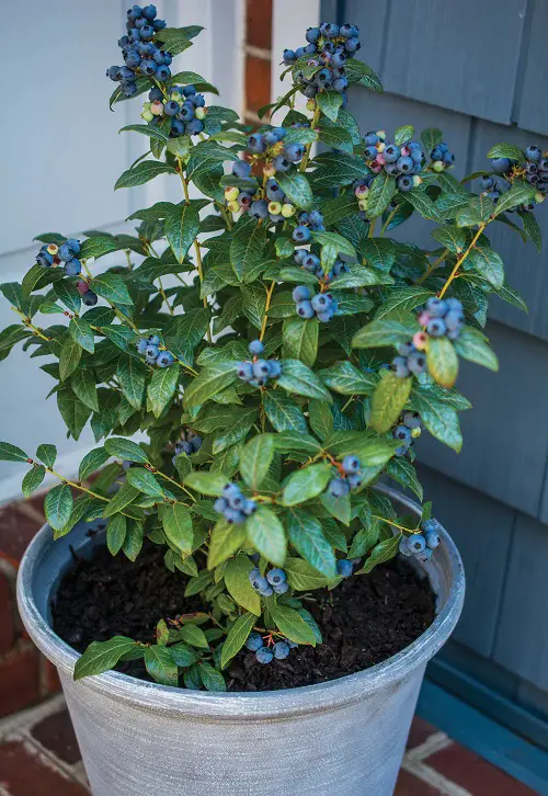 Plants that Don’t like Eggshells