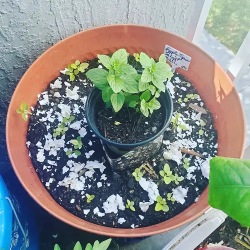 Requirements for Growing Egyptian Spinach
