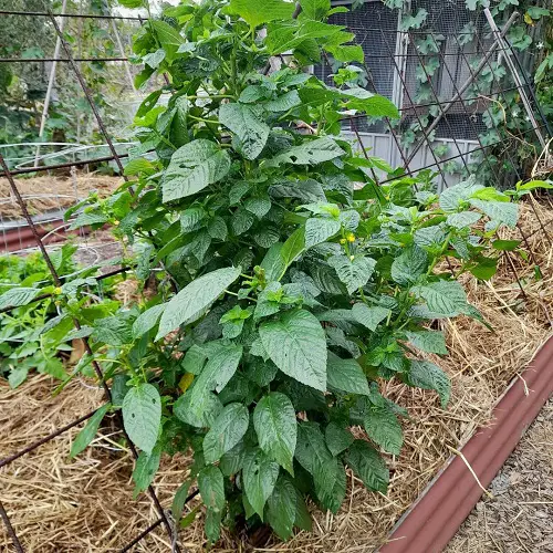 Is Egyptian Spinach a Perennial Plant