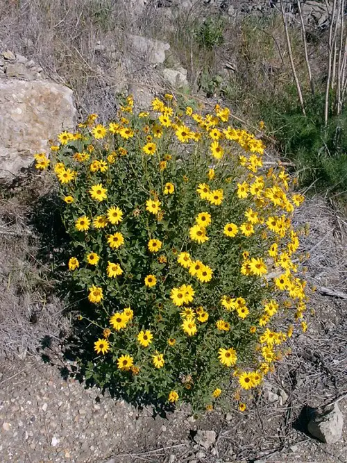 Common Native Plants in California