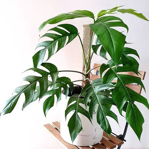 Requirements for Growing Epipremnum Pinnatum