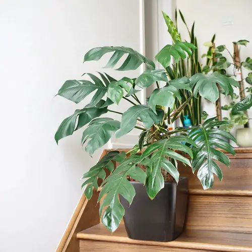 Epipremnum Pinnatum Pot Requirement