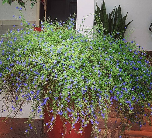 Blue Flower Names in blue pot Blue Flower Names with Pictures
