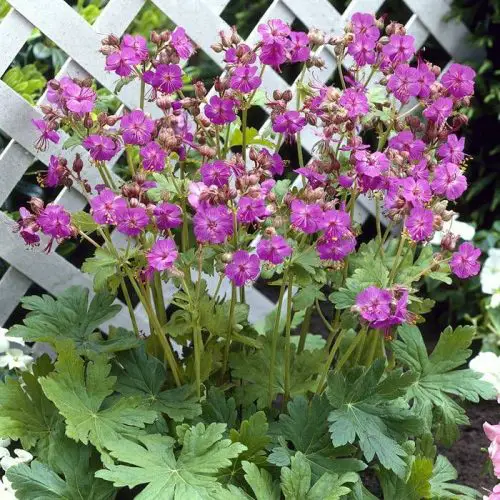 Perennials for Shade That Bloom all Summer 7