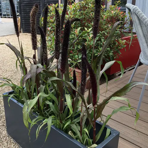 Best Tall Grasses for Privacy in garden 2