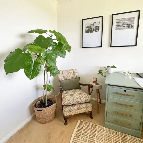 Ficus Umbellata Care