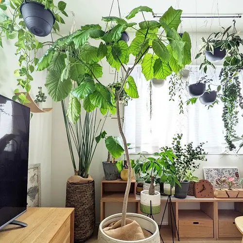 Ficus Umbellata Care