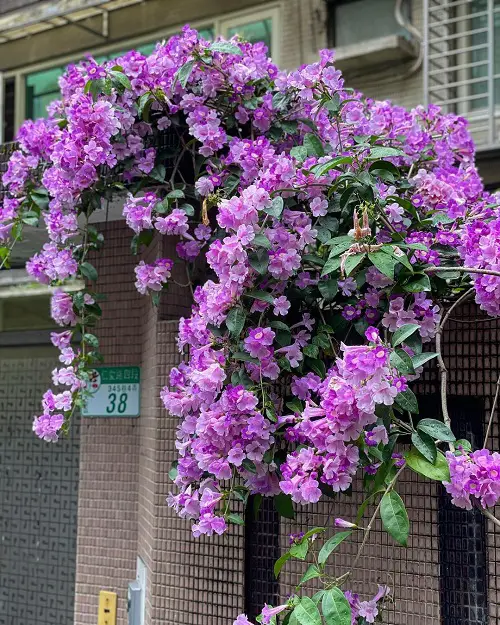 decorate Evergreen Vines for Interest Throughout the Year