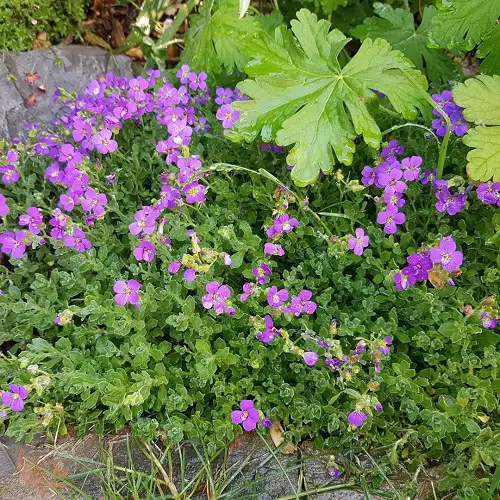 Purple Evergreen Flowers in rock garden