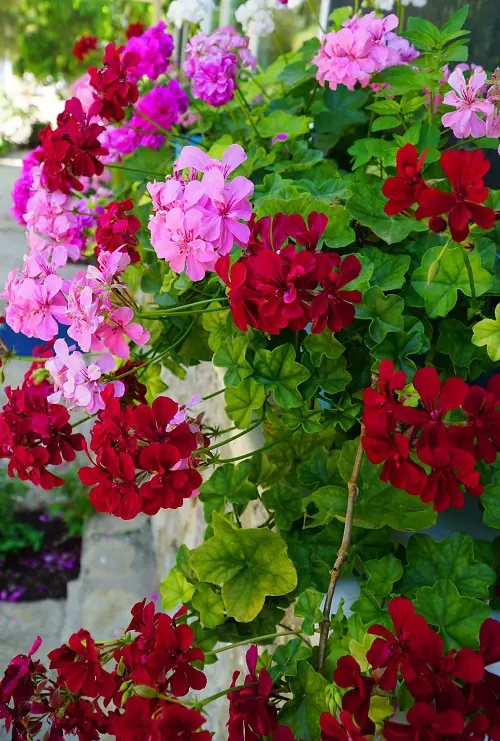 Flowers that Come Back Every Year
