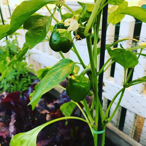 Bell Pepper Types and Varieties