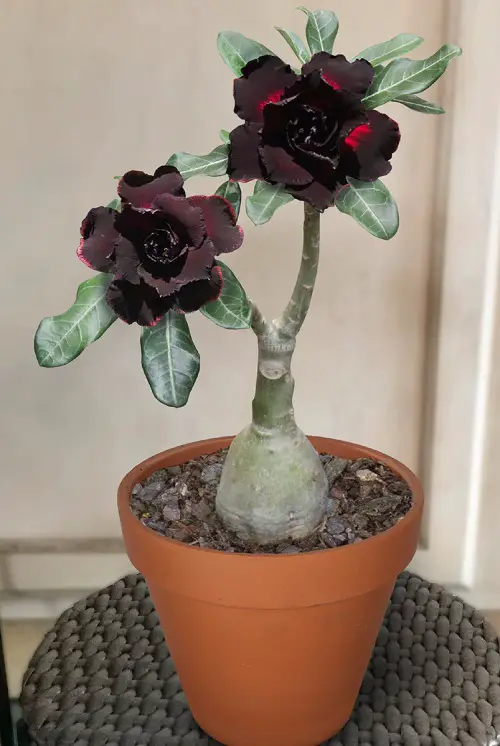 Beautiful Variety Types of Desert Roses