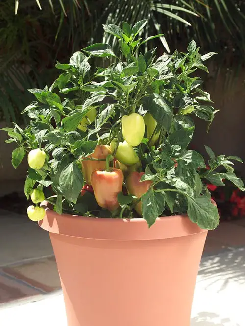 Bell Pepper Varieties