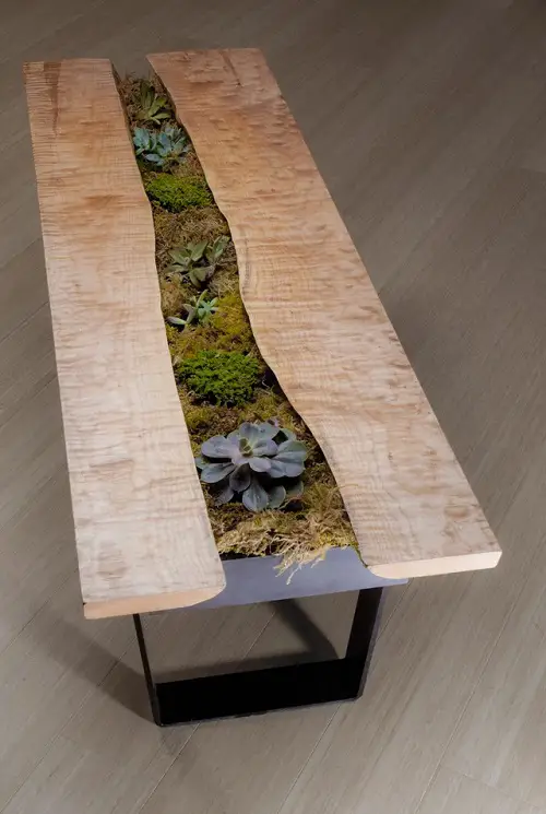 Succulent and Moss Between the Table
