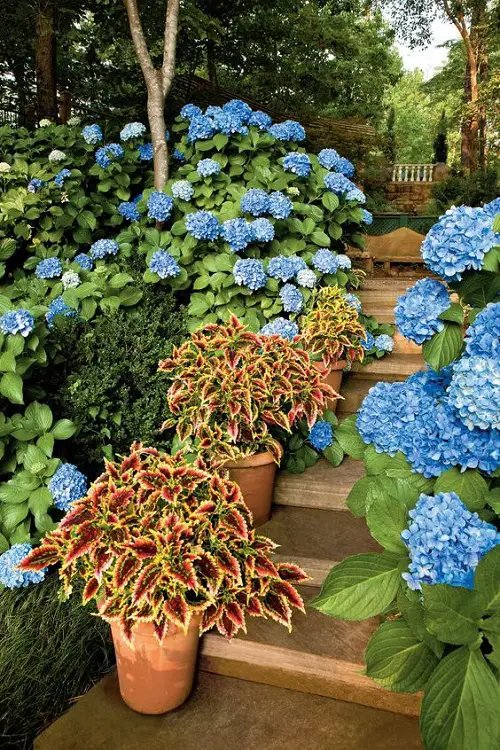 different Ways to Grow Hydrangeas in pot