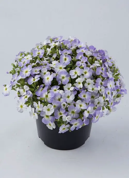 Blue Flower Names & Images 