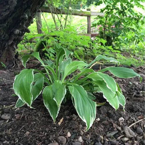 Plants That Grow Beneath Large Trees 3