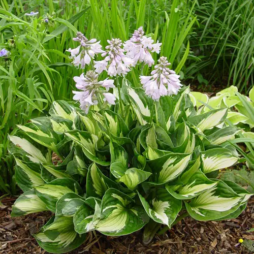 Vibrant Hostas You Have to Plant in Your Yard