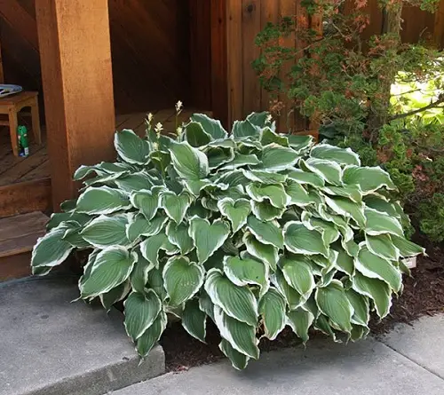 best Vibrant Hostas You Have to Plant in Your Yard