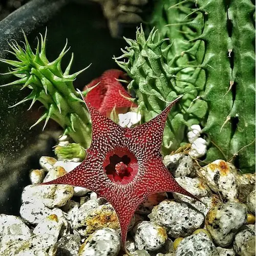Requirements for Growing Heurnia Macrocarpa 
